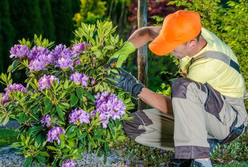 Healthy green lawn care in Motspur Park garden
