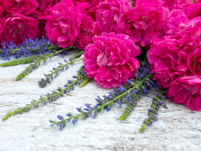 garden outdoor space