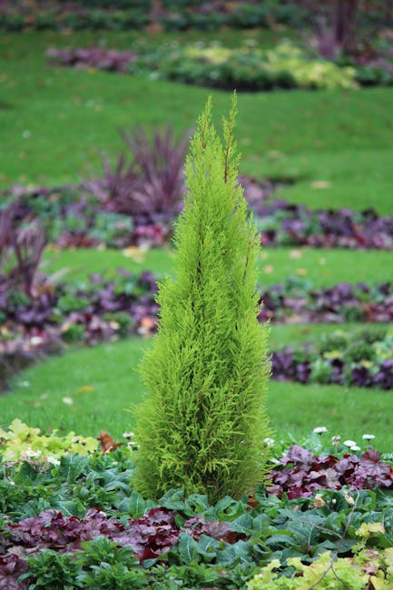 A vibrant green coniferous shrub with a slender, conical shape sits prominently in the center of a well-maintained garden bed, surrounded by low-growing leafy plants with purple and green foliage. The